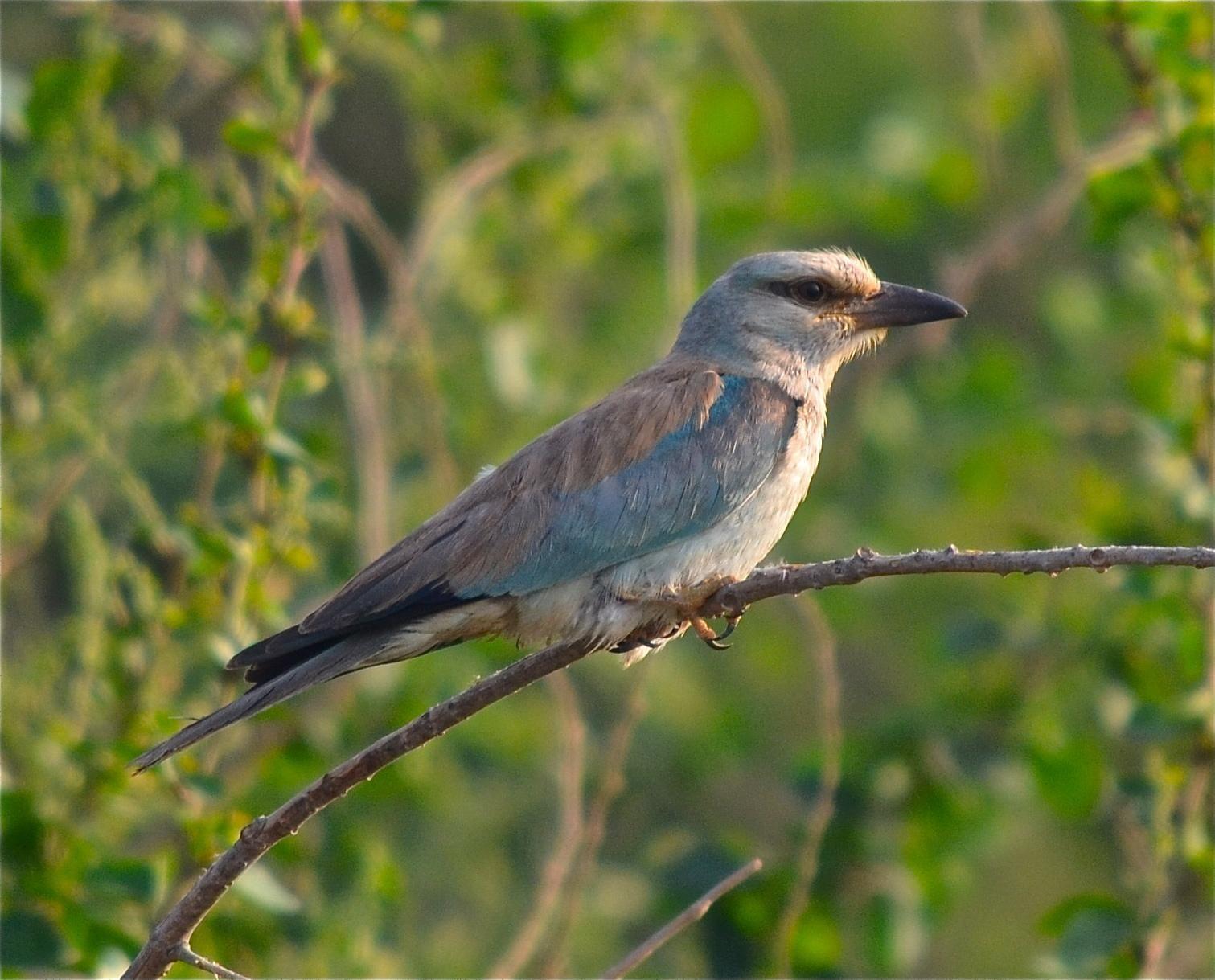 Blue White Bird Logo - European Roller (Coracias garrulus) A bird with grey and light blue ...