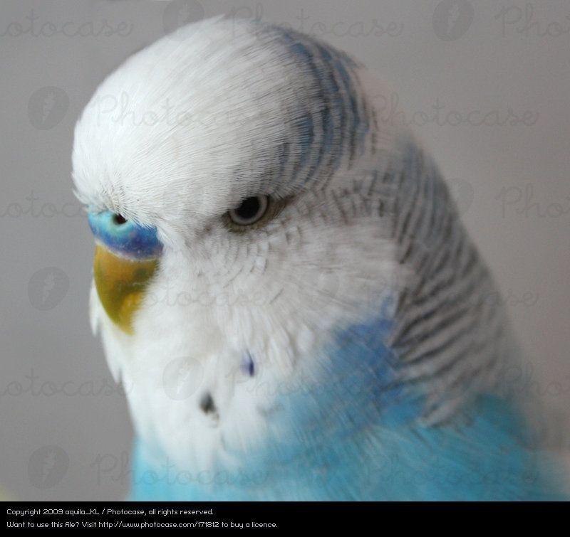 Blue White Bird Logo - Blue White Beautiful Royalty Free from Photocase