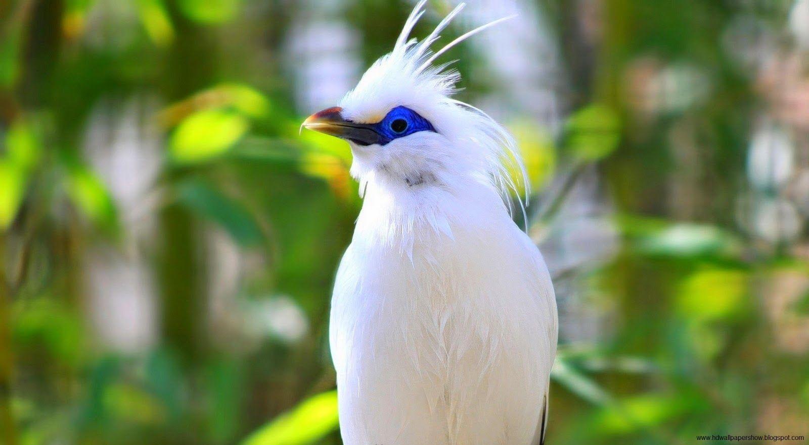 Blue White Bird Logo - HD Wallpapers : Beautiful White Bird With Blue Eyes