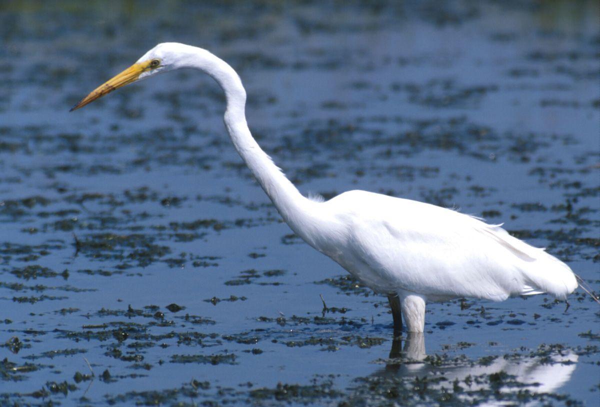 Blue White Bird Logo - Great Egret