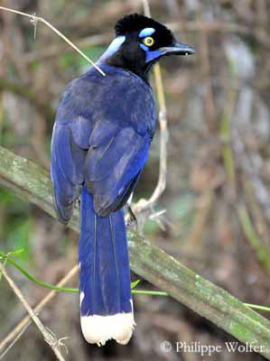 Blue White Bird Logo - Plush-crested Jay