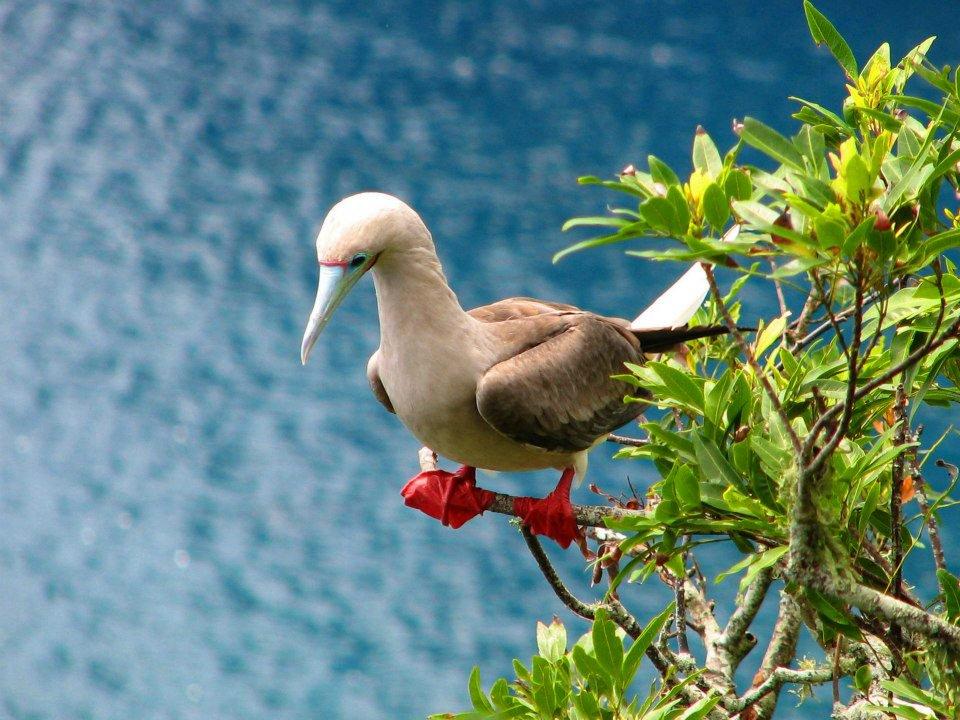 Blue White Bird Logo - A chorus of color: Amazing birds on public lands | U.S. Department ...