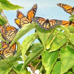 Butterfly Pavilion Logo - The Garden of Wings Butterfly Pavilion - Botanical Gardens - 716 ...