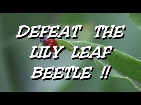 Red Lily Logo - Scarlet Red Lily Leaf Beetle pesticide-free control - YouTube