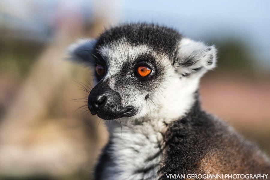 Black and White with Orange Eyes Logo - Lemur Orange eyes. Portrait of a sweet lemur. Vivian Gerogianni