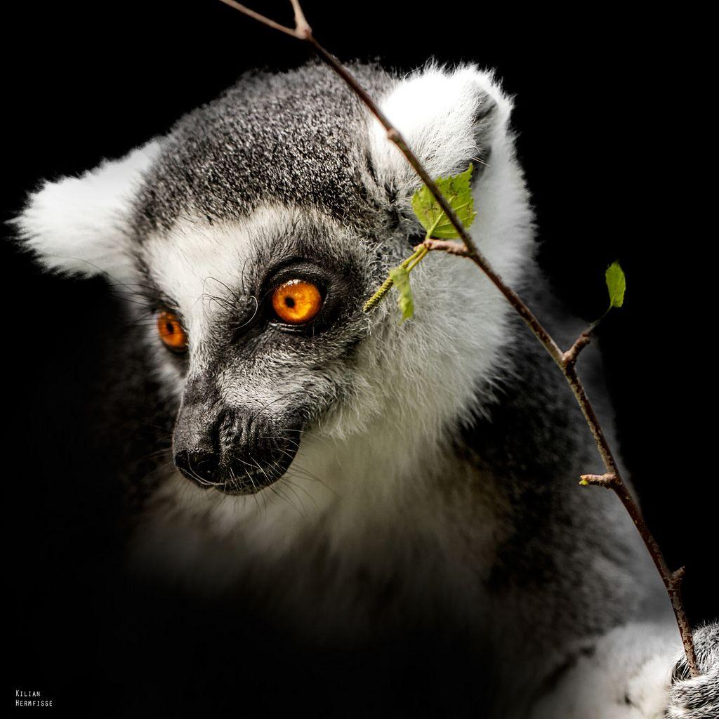 Black and White with Orange Eyes Logo - Lemur Catta. Ring Tailed Lemur. Zoo Magdeburg, Germany. Can