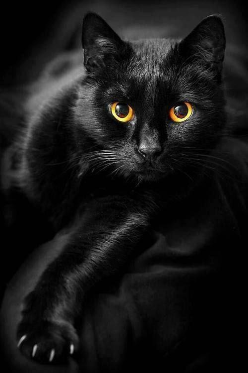 Black and White with Orange Eyes Logo - black cat orange eyes on luv pets blog | *~Puurfect Cats~* | Cats ...