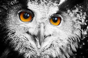 Black and White with Orange Eyes Logo - Framed Print - Full Face Owl Black & White with Orange Eyes (Picture ...