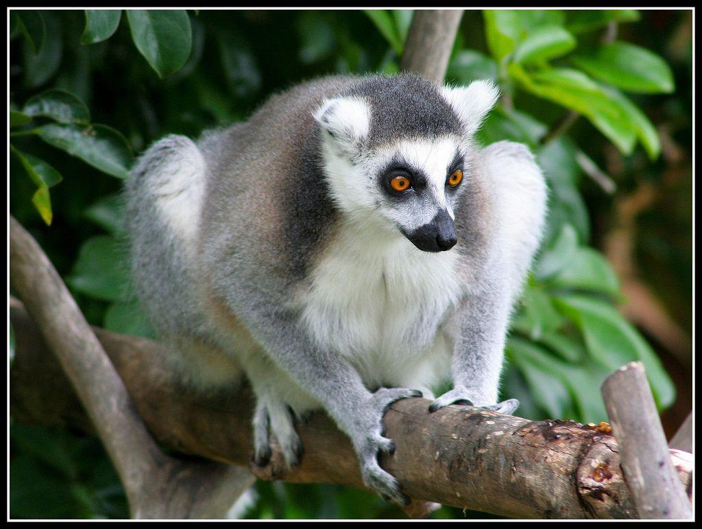 Black and White with Orange Eyes Logo - Grey and White Ringtailed Lemur With Striking Orange Eyes and Pointy