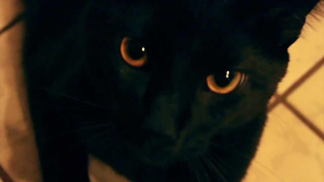 Black and White with Orange Eyes Logo - Black Cat With Orange Gold Eyes