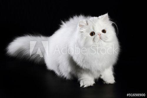 Black and White with Orange Eyes Logo - puppy white Persian cat with orange eyes on black background