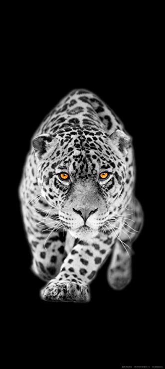 Black and White with Orange Eyes Logo - Attacking Jaguar in Black and White with Orange Eyes Wall Mural Non