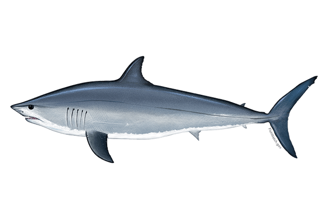 Mako Shark Logo - Atlantic Shortfin Mako Shark