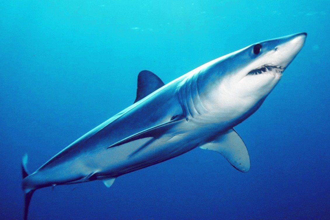 Mako Shark Logo - Shortfin mako shark