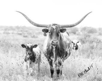 Black and White Longhorn Logo - Lounging Longhorn Fine Art Photography Black and White Large Wall
