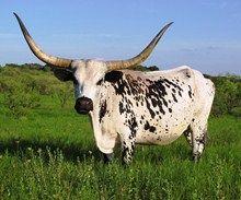 Black and White Longhorn Logo - White Rock Ranch, Registered Texas Longhorns Cattle, Goats