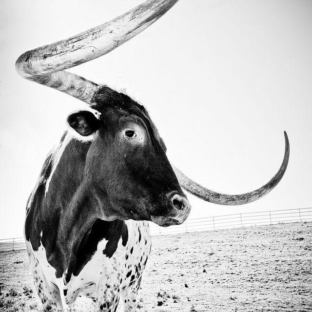 Black and White Longhorn Logo - You Feelin Lucky?. Creatures. Cattle, Animals, Longhorn cattle
