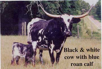 Black and White Longhorn Logo - Butler Texas Longhorns Color of Cattle