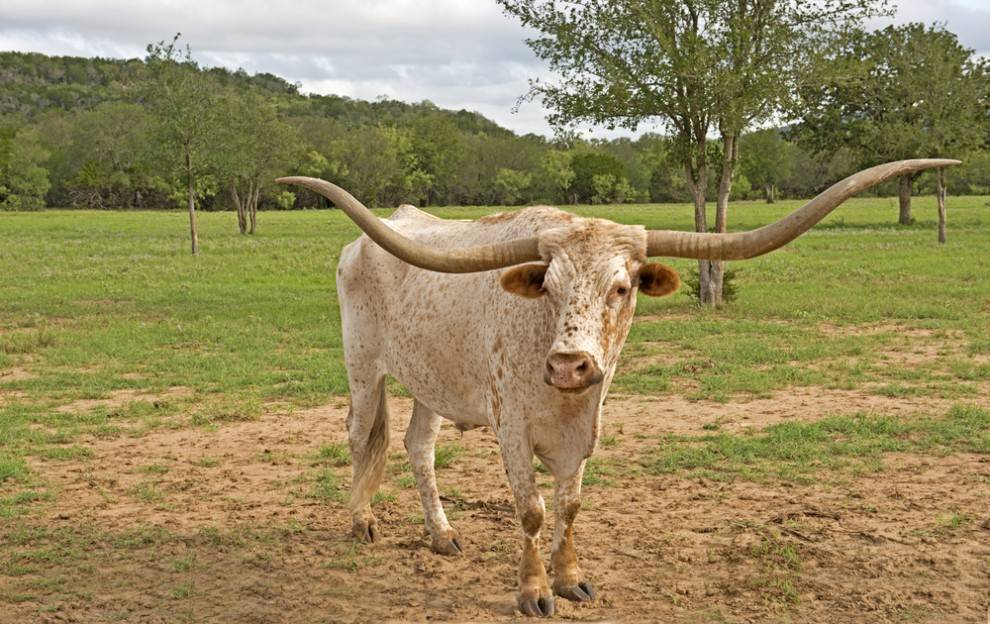 Black and White Longhorn Logo - 10 of the most exceptional cattle breeds | MNN - Mother Nature Network