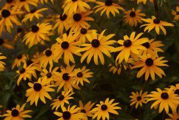 Brown and Yellow Flower Logo - Types of Yellow Daisies With Black Centers | Home Guides | SF Gate