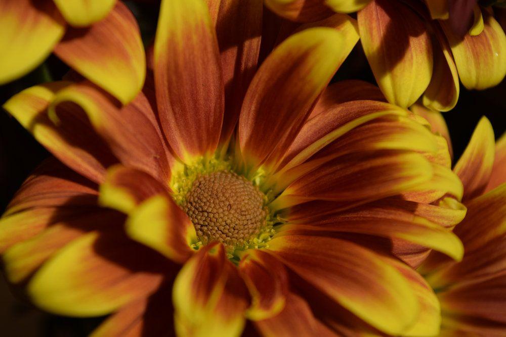 Brown and Yellow Flower Logo - Flowers — See Here Now