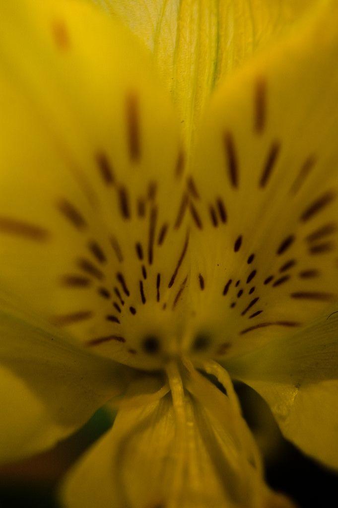 Brown and Yellow Flower Logo - Brown Spots on Yellow Flower | Dean Souglass | Flickr