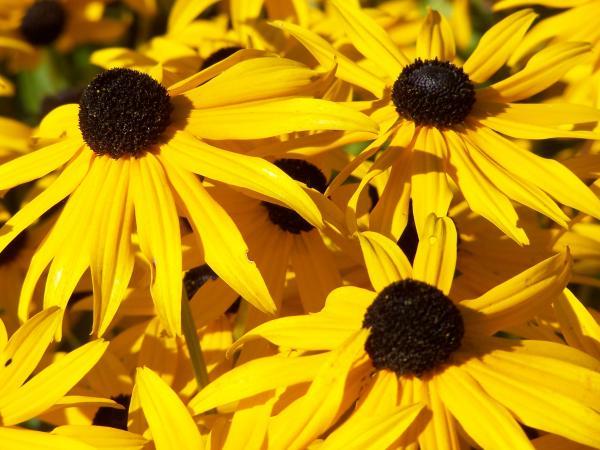 Brown and Yellow Flower Logo - List of Some Summer Flowers | Orchid Flowers