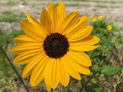 Brown and Yellow Flower Logo - Beach Sunflower of Florida, Institute of Food