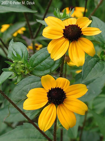 Brown and Yellow Flower Logo - Rudbeckia Triloba (Brown Eyed Susan): Minnesota Wildflowers