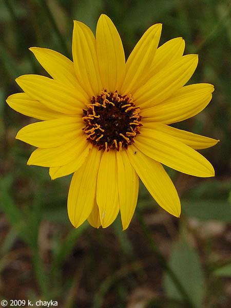 Brown and Yellow Flower Logo - Helianthus pauciflorus (Stiff Sunflower): Minnesota Wildflowers