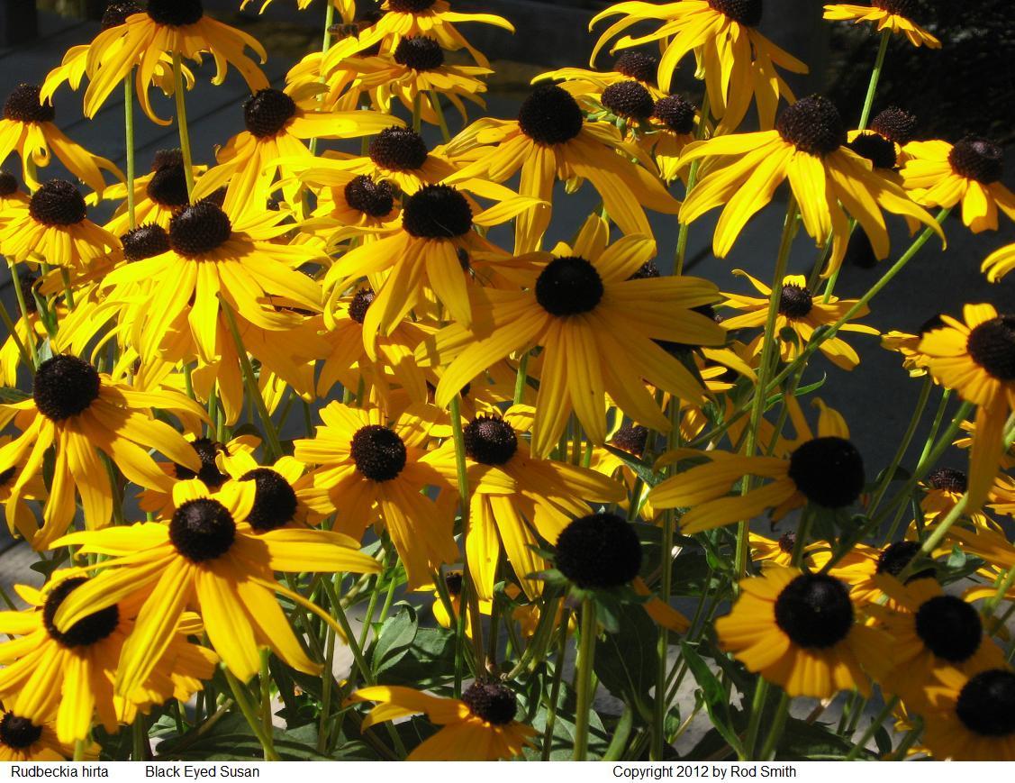 Brown and Yellow Flower Logo - Perennials Listed by Flower Season and Height