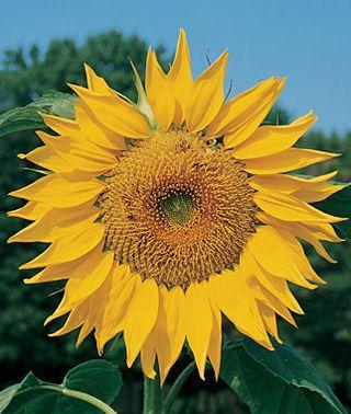 Brown and Yellow Flower Logo - Mammoth Organic Sunflower Seeds and Plants, Annual Flower Garden at