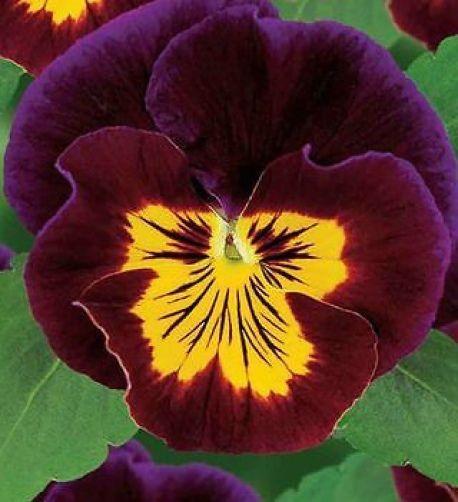 Brown and Yellow Flower Logo - GIANT PANSY JOKER MAHOGANY GOLD SEEDS BROWN PURPLE YELLOW FLOWER