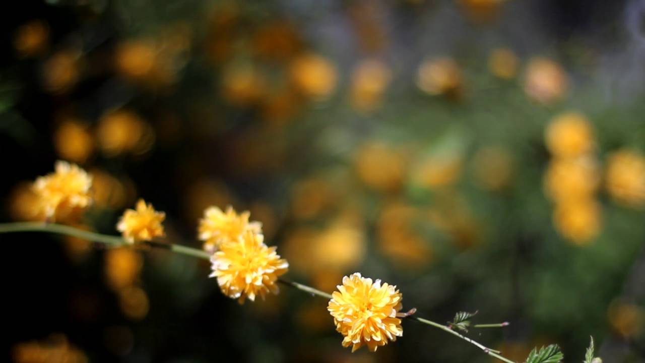Brown and Yellow Flower Logo - Beautiful Yellow Flowers In Garden HD Stock Video Footage - YouTube