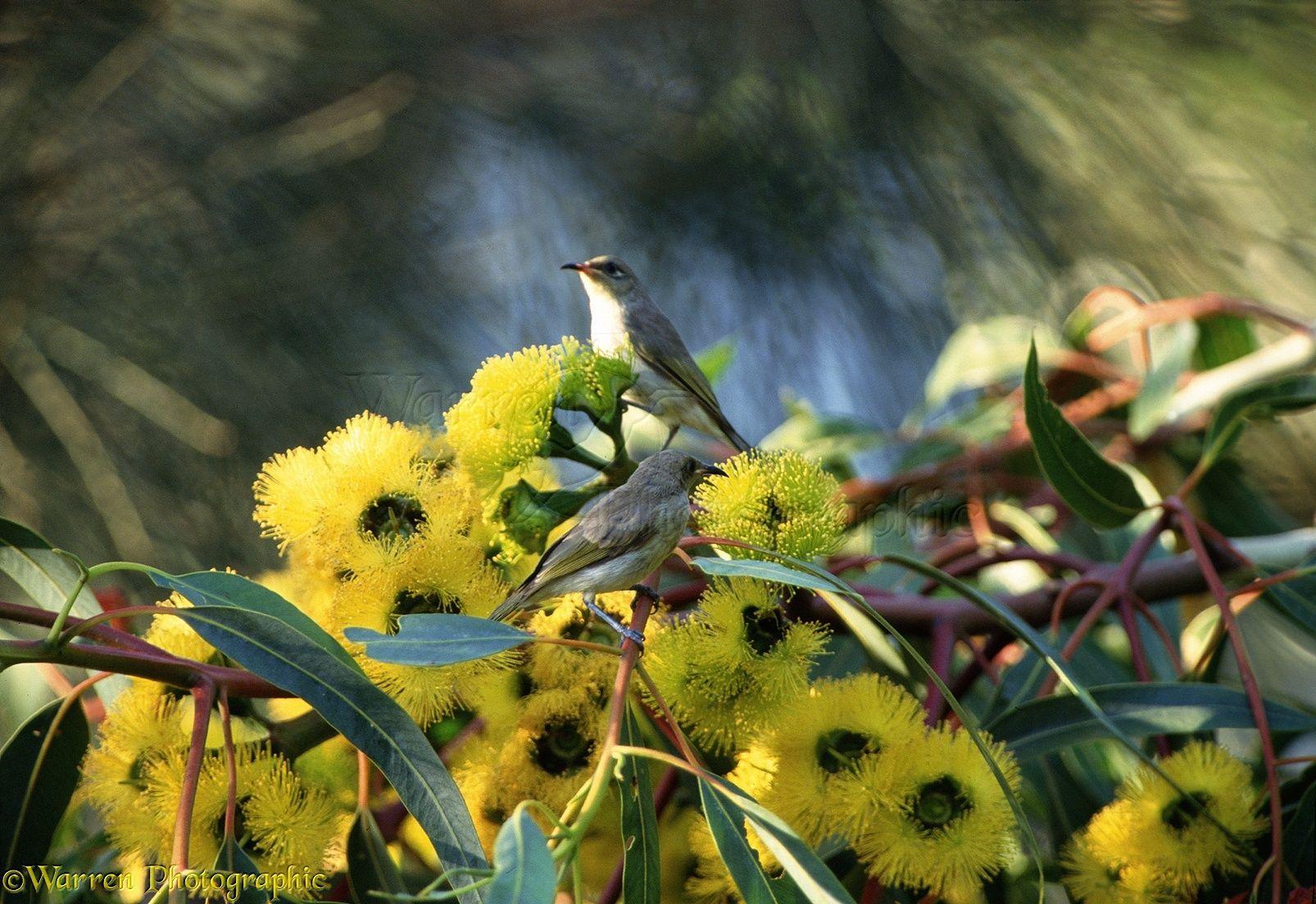 Brown and Yellow Flower Logo - Brown Honeyeaters on yellow flowers photo WP00221