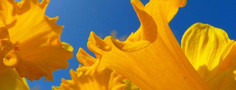 Orange and Yellow Flower Logo - 30+ Types of Yellow Flowers with Pictures | FlowerGlossary.com