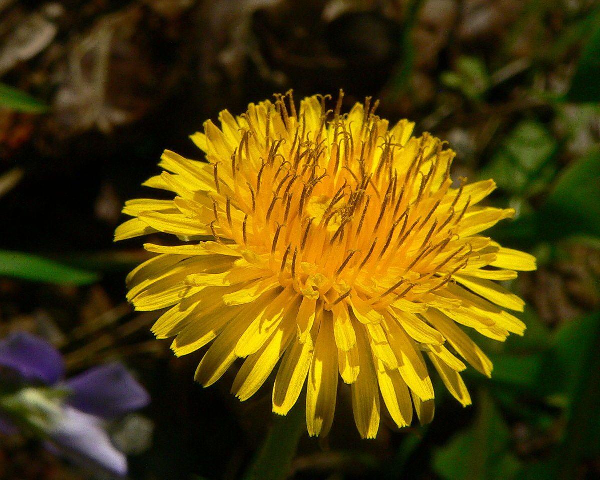 Brown and Yellow Flower Logo - Taraxacum