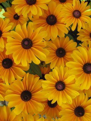 Brown and Yellow Flower Logo - Hoffie Nursery's Perennial Plant Catalog