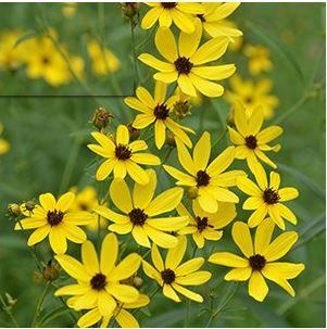 Brown and Yellow Flower Logo - New for 2018 — Alwerdt Gardens
