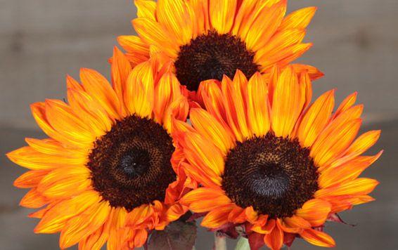 Brown and Yellow Flower Logo - SUNFLOWER VARIETIES - Dos Gringos Flower Company