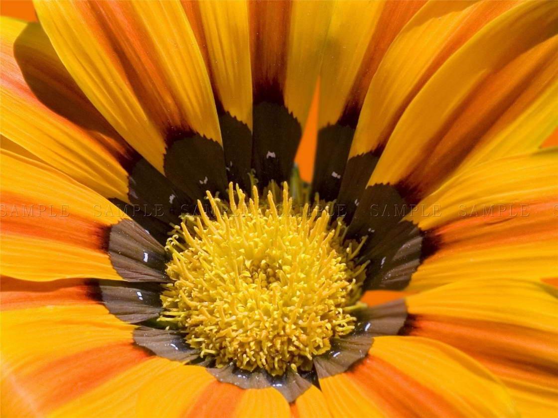 Brown and Yellow Flower Logo - NATURE STAMEN PETAL YELLOW FLOWER GAZANIA Decor WALL PRINT