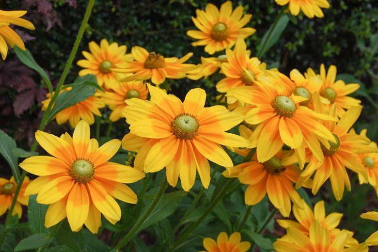 Brown and Yellow Flower Logo - Rudbeckia hirta 'Prairie Sun' (Black-Eyed Susan)