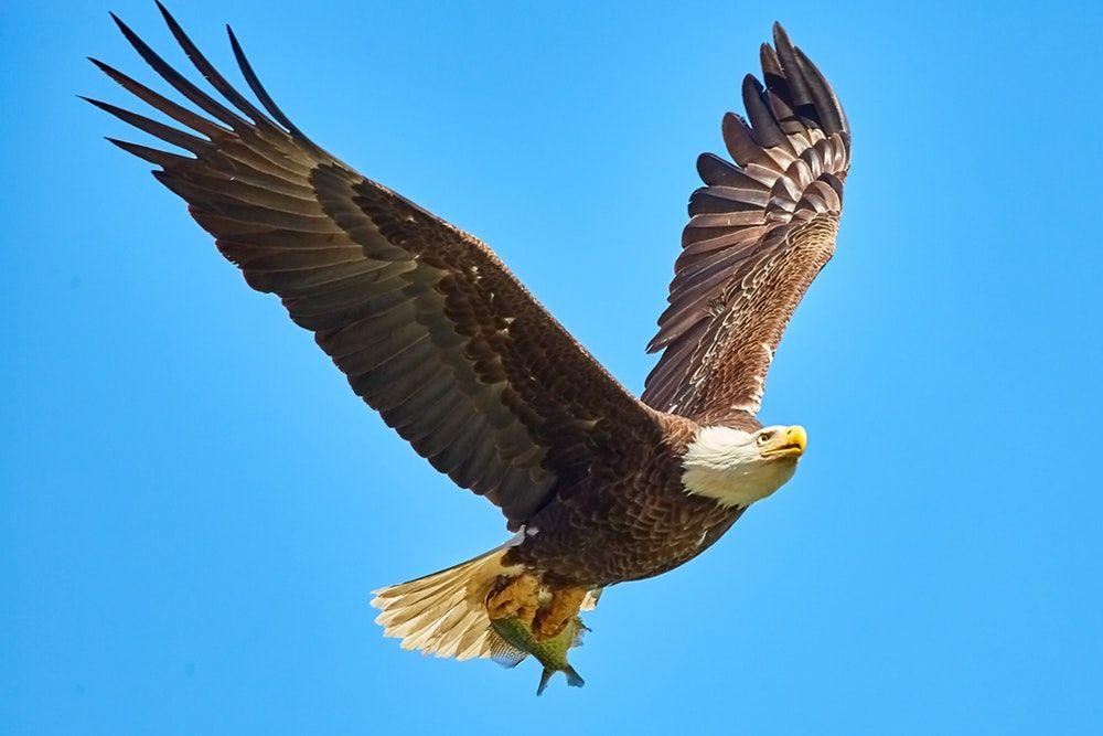 Flying American Eagle Logo - 500+ Eagle Pictures | Download Free Images on Unsplash