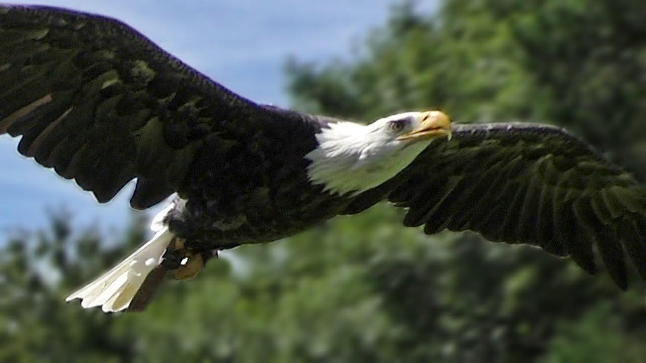 Flying American Eagle Logo - Bald Eagle Slow Motion Flying Display & Close Up - Birds of Prey ...