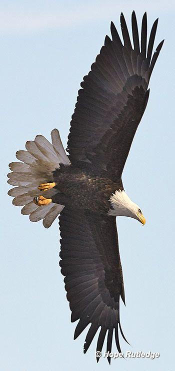 Flying American Eagle Logo - Bald Eagle Migration - American Bald Eagle Information