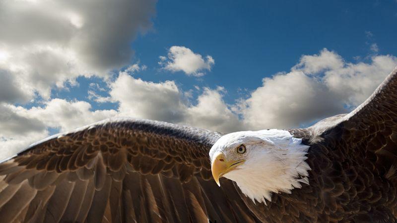 Flying American Eagle Logo - Bald Eagle