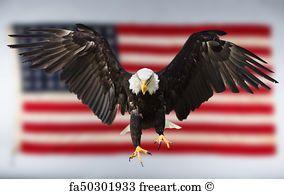 Flying American Eagle Logo - Free art print of Bald Eagle flying with American flag. Flying North