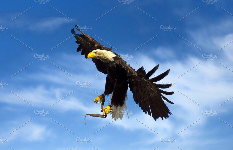Flying American Eagle Logo - flying american eagle Animal Photo Creative Market