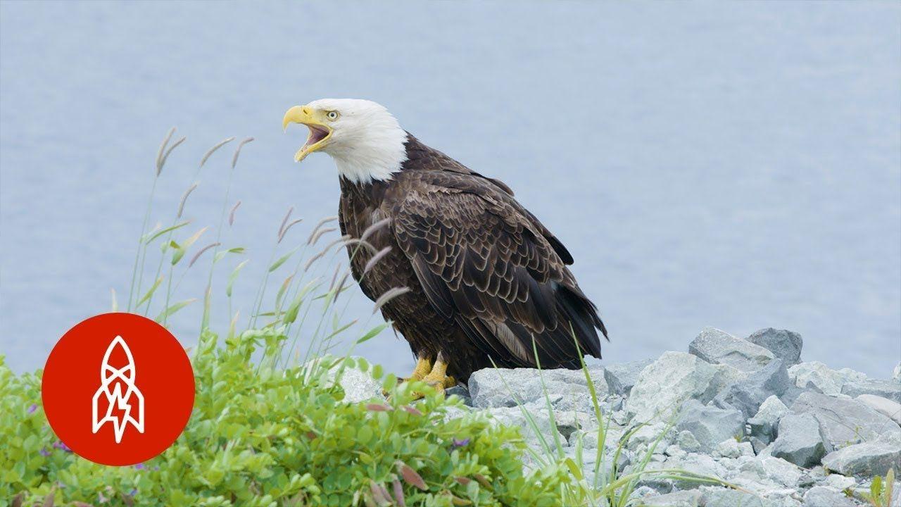 Flying American Eagle Logo - The Alaskan Town FULL of Bald Eagles
