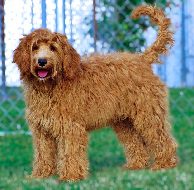 Australian Labradoodle Logo - studboys